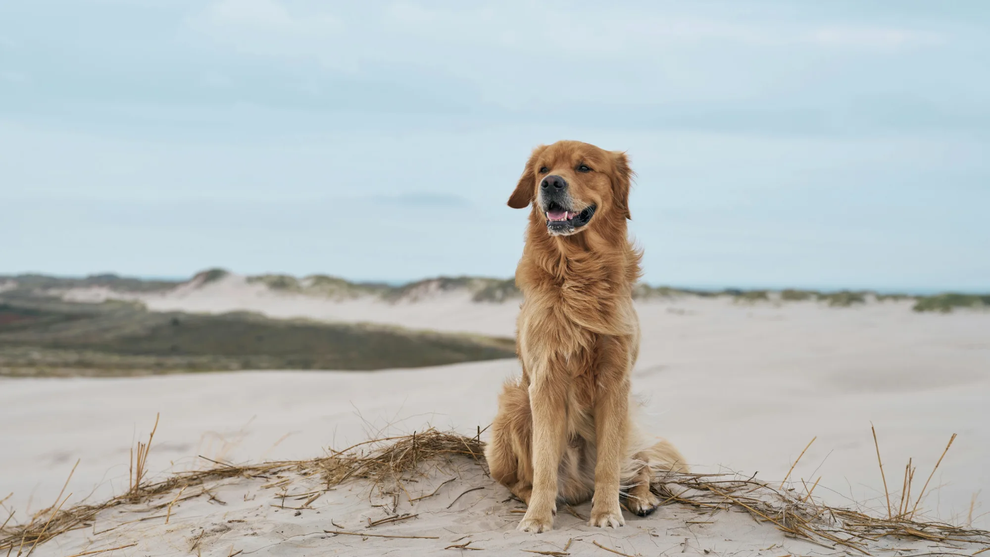 Overzicht van het vakantiepark bij Villa 21 op Texel
